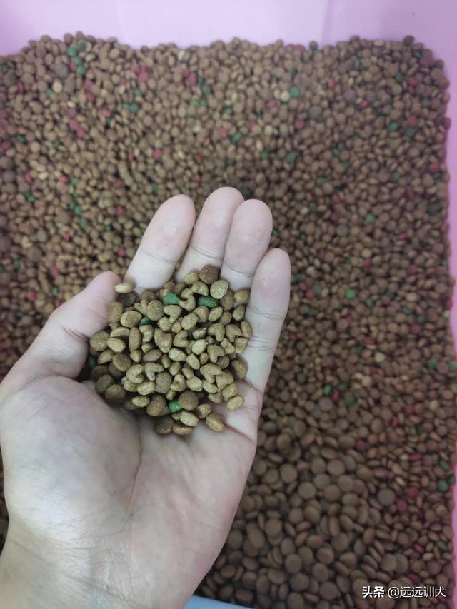 苏牧犬吃什么:苏牧的优点和缺点，好不好养？ 苏牧犬吃什么比较好