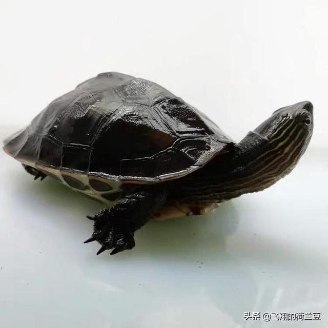 水龟:这种乌龟是水龟还是陆龟啊？