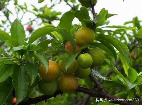爱慕斯优卡产地:你最喜欢吃什么水果？为什么？