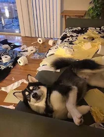 二货哈士奇搞笑视频:你家的哈士奇傻到什么程度了？