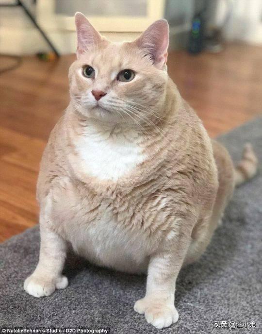 流浪狗和流浪猫评书:如今有许多流浪猫狗，该怎么办？