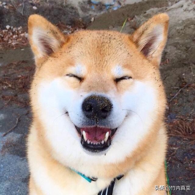 阿拉斯加犬性格脾气:养八只阿拉斯加犬是什么体验？