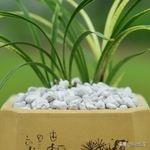 花土里加火山石:装修产生的锯末，怎么处理才能养花？
