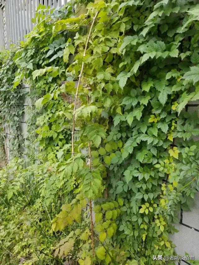 园林树木根据观赏特性怎么分，最好举例说明