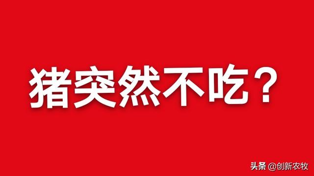 雏鸡拉血是怎么回事:四十斤猪仔突然不吃料，没精神还拉血出来是怎么回事？