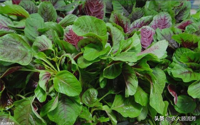 苋菜白锈病如何识别,是什么原因引起的,如何防治_清洁门户