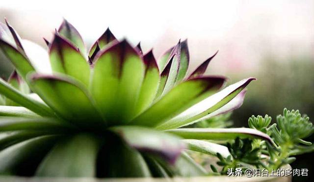 多肉熊童子好养不:多肉植物熊童子的叶片脏了怎么清理？