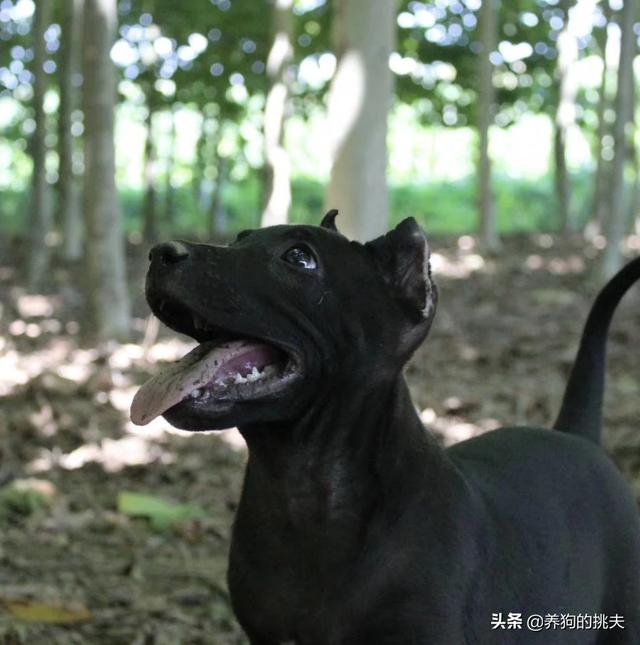 不养宠物的好处和坏处:养宠物猫的好处和坏处 狗狗长期不见太阳是更健康还是更不健康？