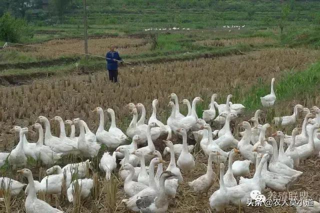 怎样养羊:怎样养羊才是最好的方法 养羊不赚钱，养羊效益不尽人意，该如何合理的养殖？