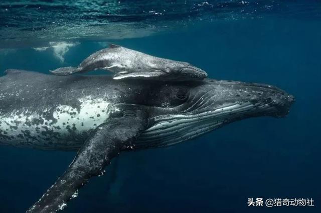 成年格陵兰海豹两侧长有什么:15米长蓝鲸误入繁殖地，被虎鲸分食，体型相差巨大为何被猎杀？