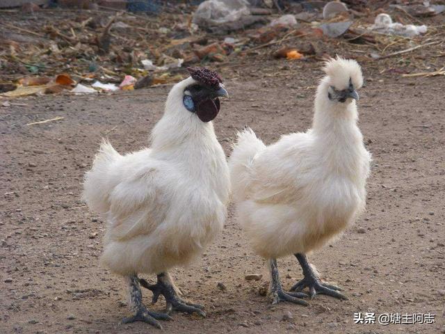 乌鸡为啥在食疗圈广受欢迎，正宗乌骨鸡多少钱一斤乌骨鸡养殖前景如何