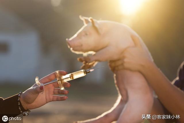 狂犬病的预防措施错误的是:伪狂犬疫苗大猪能注射多少？