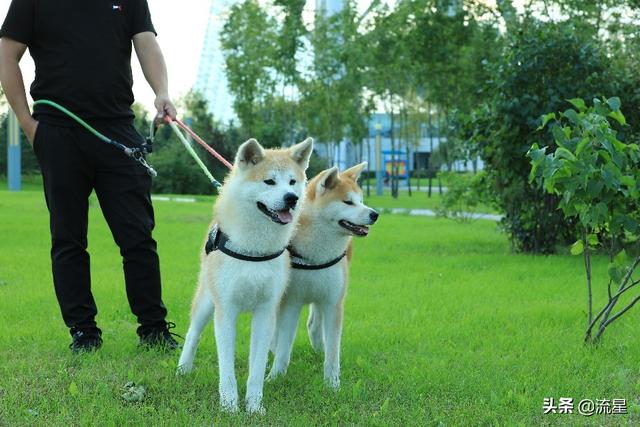 日本的狗狗秋田犬图片:秋田犬好养吗？秋田犬适合家养吗？