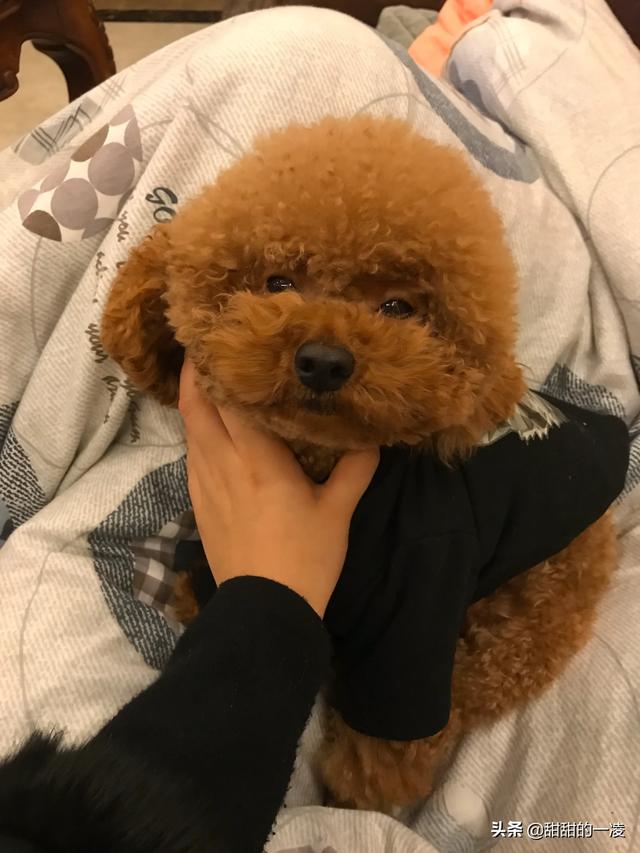 泰迪狗狗训练教程:泰迪犬好训练吗？该如何训练？