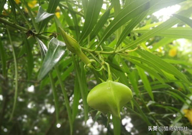 鸡母珠:你认为地球上最毒的植物是哪种