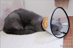 猫癣麻辣洗多久洗一次:猫藓洗药浴几次能好，猫咪猫癣要洗很多次药浴吗？