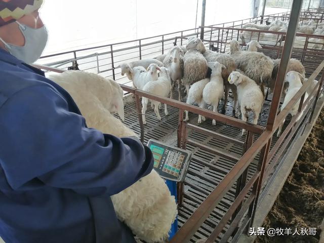 初生小羊拉不出屎怎么办:刚出生的羊羔体弱怎么办？