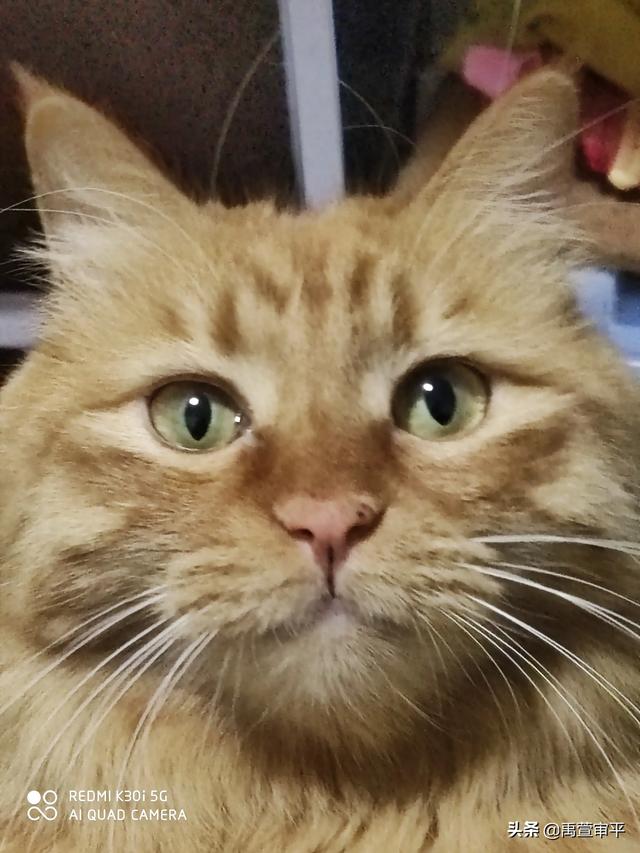 伯纳天纯和发育宝猫粮哪个好:有哪些好的合适的猫粮品牌，安全和性价比都比较优秀的？
