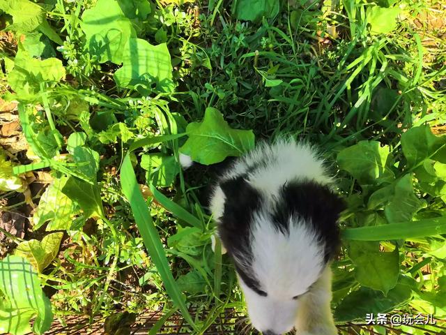 边境牧羊犬好养么?养狗需要满足什么条件?:边牧价格不高，为什么这么少人养？