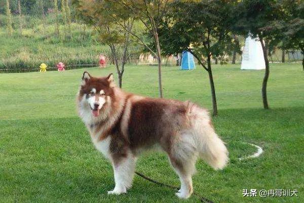 阿拉斯加犬怎么养:请问喂养，阿拉斯加幼犬，需要注意哪些？