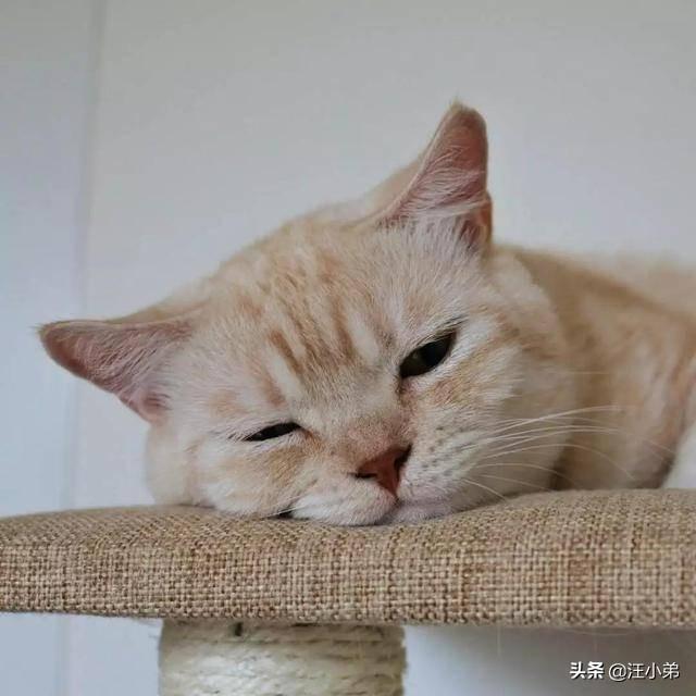 猫六:你身边养了六年以上的猫猫都怎么样了？