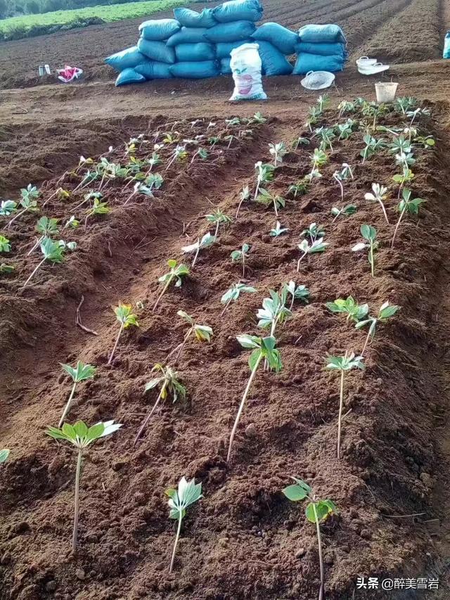 重楼怎么种植(重楼怎么种植才好)