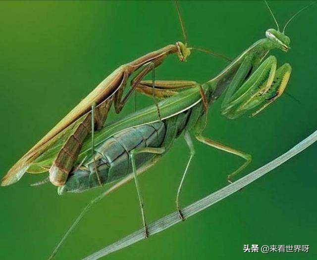男人与母类交配网盘:老公趁我不在家，竟然回农村把他爸爸妈妈接来了，我该怎么办？