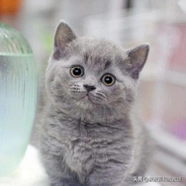 给英短吃的猫饭:英国短毛猫最喜欢吃什么？