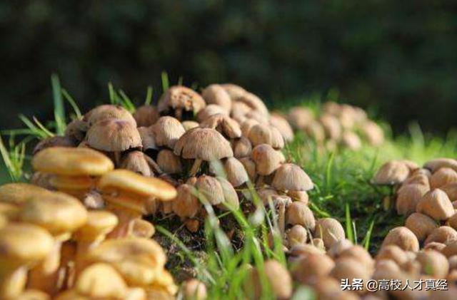 吃小孩事件:7岁女孩突发胃癌离世，医生说小孩吃一种食物等于吃塑料，哪种？