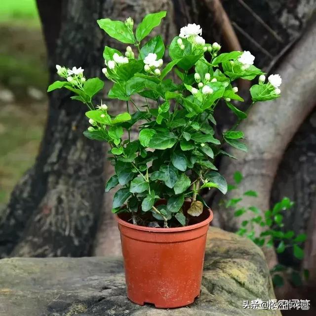 什么植物防阳台耐热耐晒，请问有哪些花卉植物耐旱喜阳，尤其夏天耐晒，适合在小院养呢