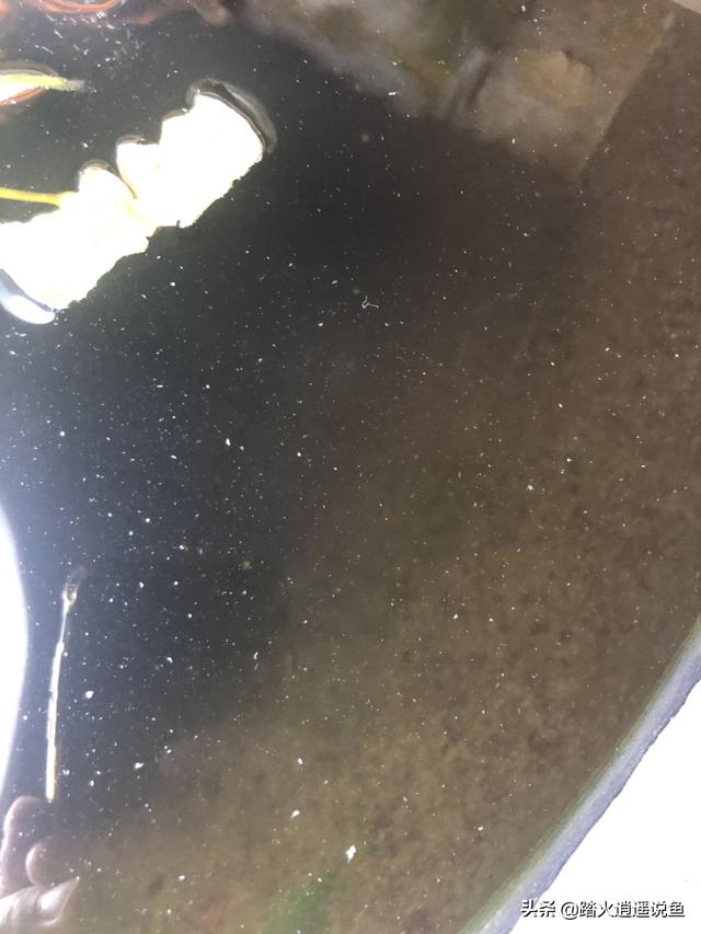 藻复康:虾苗，打什么药可以去青苔？
