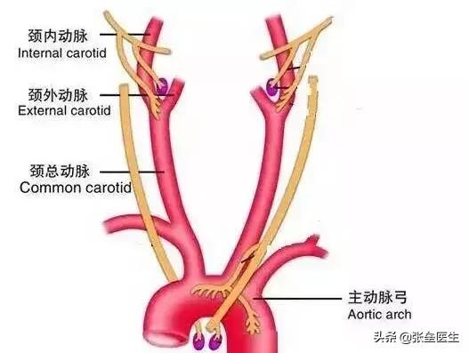 脑供血不足怎么办_脑供血不足，会有什么表现？怎么改善？