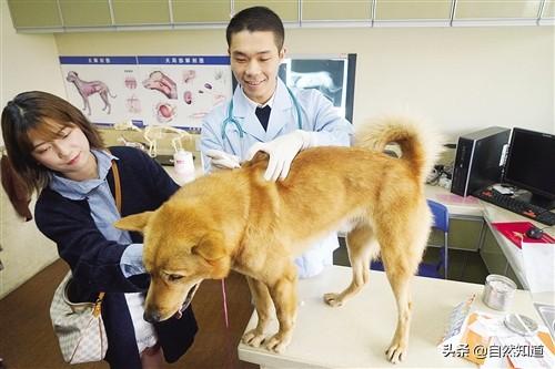 纯种秋田犬芯片:纯种秋田犬价格 是否应该给动物植入芯片？是残忍还是救赎？