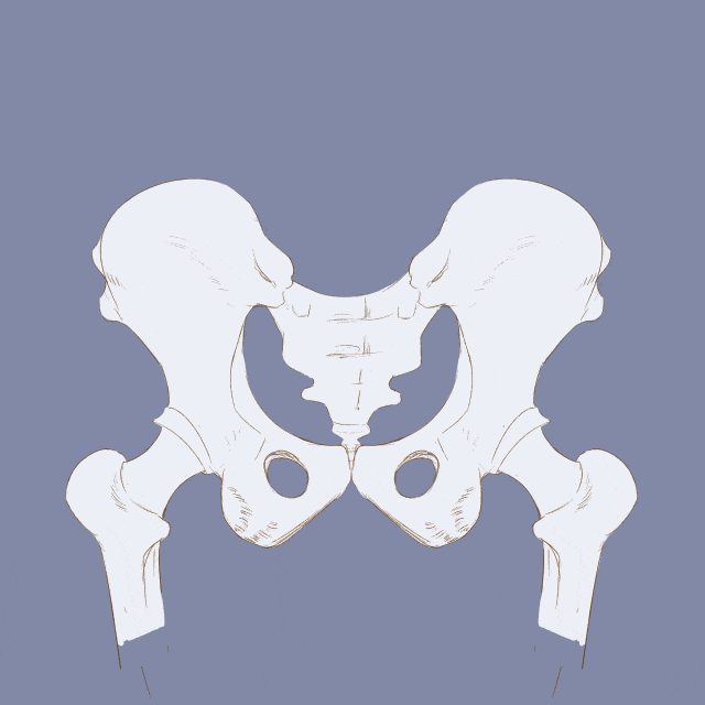 骨盆在哪个位置图片,产后收腹部重要还是收盆骨重要？
