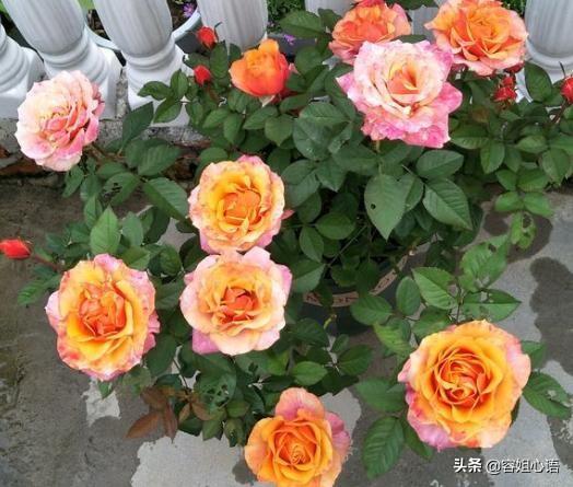 月季花栽培:月季花种子几月种好，如何种，出苗齐？