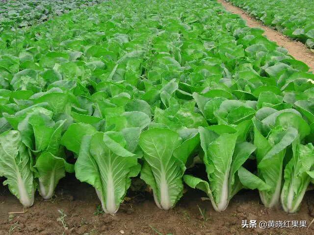 8月養生蔬菜有哪些,立秋後,適合在南方菜園子裡種植的蔬菜有哪些呢