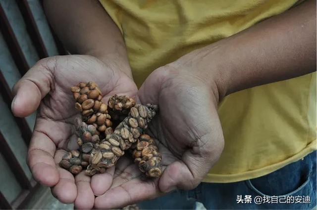 猫屎咖啡是怎么来的是猫拉的吗:猫屎咖啡真的是猫拉的便便吗，那猫吃什么的呢？