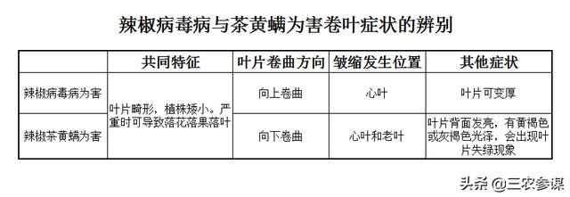 绿椒竹节虫吃什么:种植辣椒卷叶是什么原因？如何防治？