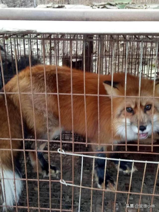意大利狐狸犬报价:养殖狐狸的前景怎么样？有搞这方面养殖的朋友吗？