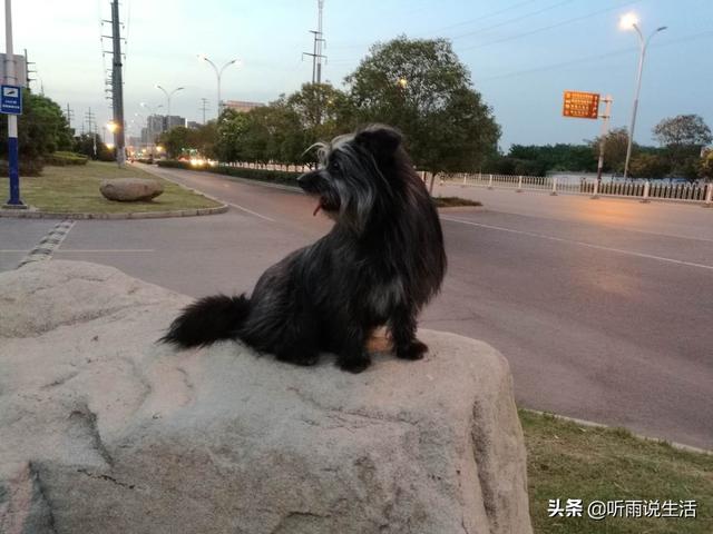 宠物训练用品刺钉圈:哪里可以定制宠物带，宠物项圈和宠物牵引绳？