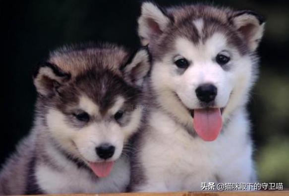 哈士奇小狗总是拉稀怎么办:哈士奇拉稀特别频繁，怎么回事？