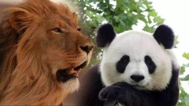 熊猫和饲养员吵架:成都熊猫基地饲养员“奶爸”粗暴对待大熊猫幼崽，这么做对吗