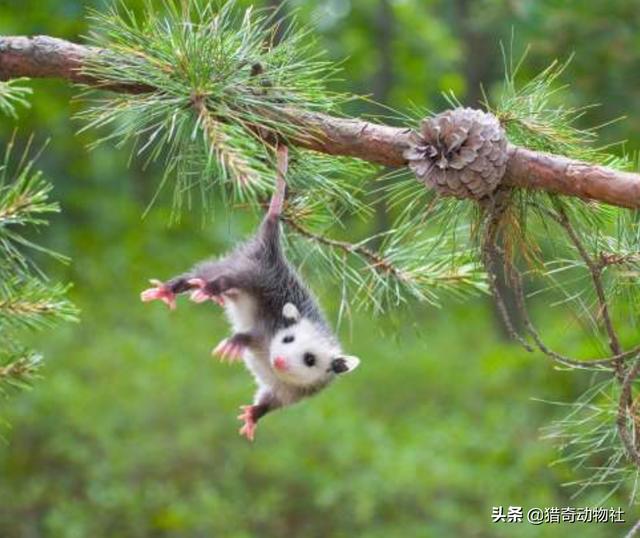 猪鼻蛇图片:遇到危险后，最会装死的动物有哪些？