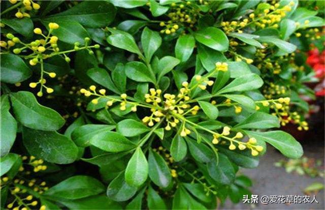 米兰花图片:米兰开花期能搬到室内养吗？