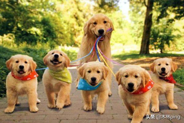 最好养的中小型犬排名:柯基、比熊、泰迪，哪个比较聪明好养呢？