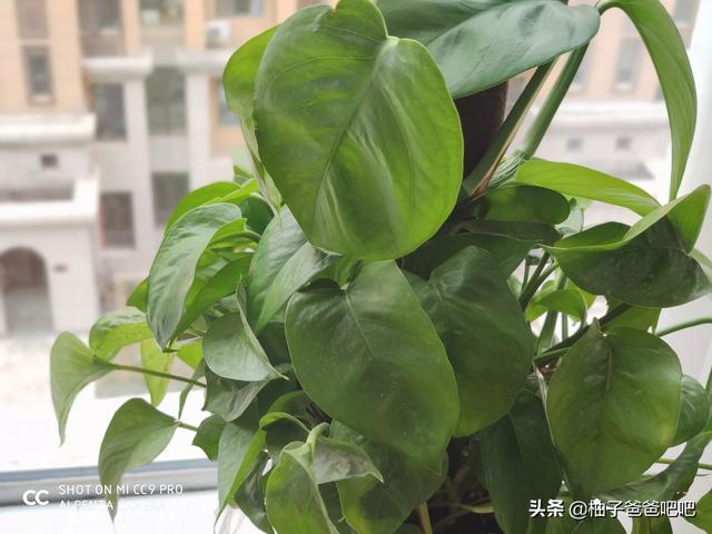 哪些互联网项目能月入两万以上的？