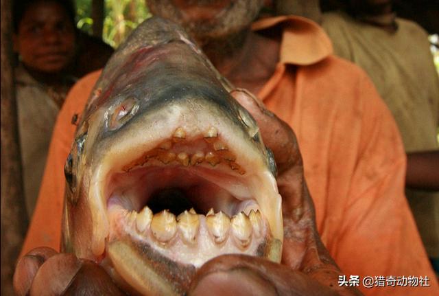 刺鳐做法:亚马逊河最恐怖的动物是什么？