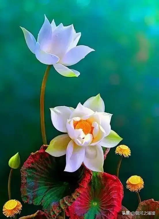 头条问答 - 荷花的寓意是真,善,美,象征圣洁的人品,能分享一下你拍的