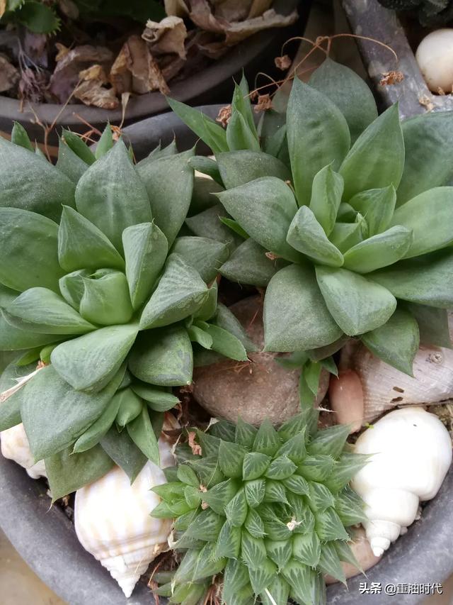 头条问答 椰糠加园土怎么发硬 5个回答