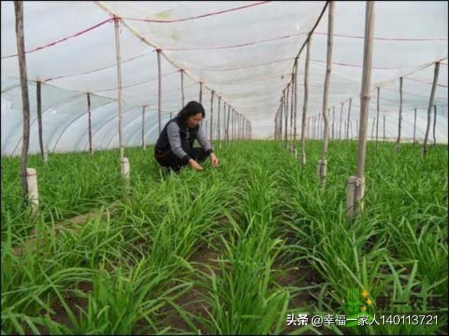 傲蕾模特:如何防止霜降对农作物的危害